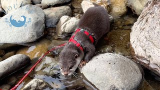 Otter Found Fish In The River And Got Hungry.