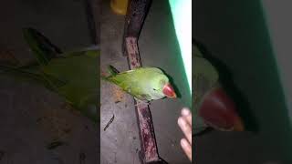 #beautiful #mithi #sooo #cute #speaking #viral #video #🧿🦜🧿