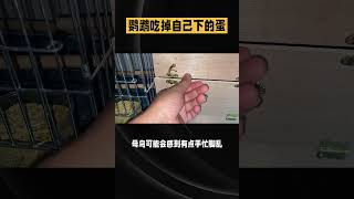 鹦鹉为何啄食自己的蛋