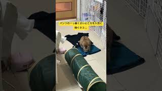 猫は臭いもん好きらしいわ