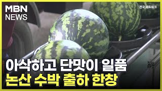 아삭하고 단맛이 일품…논산 수박 출하 한창 [전국네트워크]