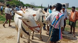 Kadivella dheshiya Seema bull's video-Oxen price's video-Adoni market video's