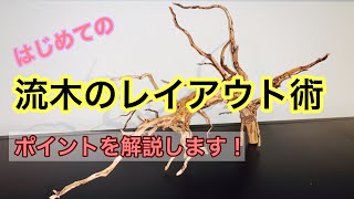 【流木のレイアウト術】初心者必見! 流木のレイアウト方法を解説