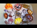 Finding Hermit Crab and Ornamental Fish, Crab, Shell, Conch, Eel, Starfish, Squid, Sea Fish