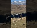 yaks at a dhrong near chung jhung village