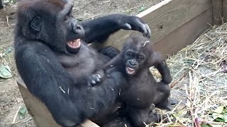 兄に挑み続ける弟...その名は⭐️ゴリラ gorilla【京都市動物園】Baby gorilla Kintaro goes on to challenge his brother many times