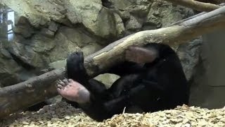 新しいウッドチップで遊ぶマレーグマ ウメキチ~Malayan Sun Bear