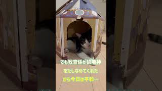 【カレン】ニャルソックで忙しいねん#shorts #猫 #cat #ニャルソック