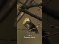 マヒワ eurasian siskin