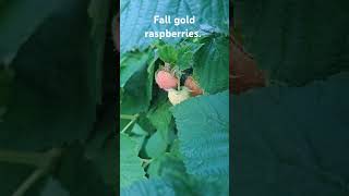 delicious fall gold raspberries. #gardening