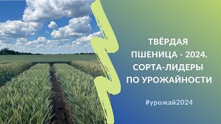 Твёрдая пшеница - 2024 | Сорта-лидеры по урожайности краснодарской и донской селекции #урожай2024