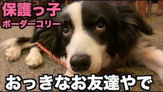 保護っ子ボーダー・ドッグランやお散歩で犬の社会化【21-22日目】