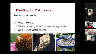 Native Plants for Landscape Spaces: Plants for Beneficial Insects and Pollinators