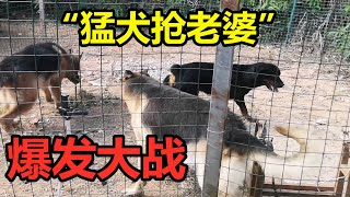 罗威纳犬发情，两只德牧为“抢老婆”爆发大战