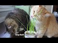 adorable siberian kittens shed winter coats munching on cat grass