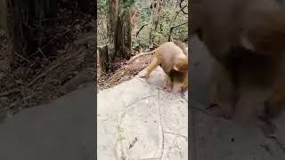 #Monkey Fight Funny Video || Monkeys Playing in Group ||  😂🤣#shorts#trending#youtubeshorts