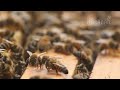 eps.2 _ lebah penghasil madu apis mellifera