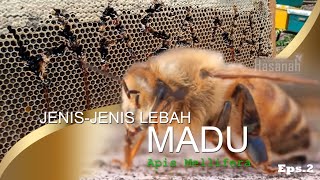 Eps.2 _ LEBAH PENGHASIL MADU APIS MELLIFERA