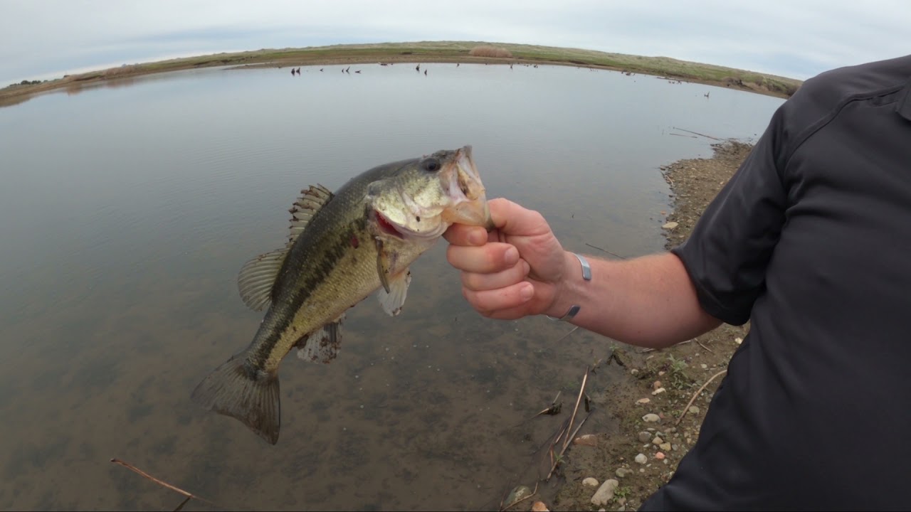 Pete Catches A Large Mouth Bass Youtube