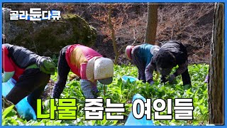 소백산 해발 500m, 봄기운이 가득한 명이나물, 눈개승마 | 명이나물이 비싸고 귀한 이유 | 극한직업 | #골라듄다큐