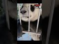 😭金虎：ee们看看，奶妈不帮我找媳妇还专门拱火 国宝大熊猫 giantpandas