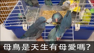 Pacific Parrotlets/太平洋鸚鵡  妞妞母鳥的母愛是天性嗎？