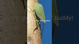 How to find a leaf bug? #backyard #naturelovers #leafbug #bug #leaf #camo #foodforest