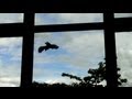 Crazy Birds Hit Windows Over and Over Again