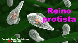 Reino protista