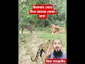 দেখুন লোকটি চিতাবা সেজে কিভাবে চিতা বাঘকে বোকা বানাল shotsvideo vairalpost duet