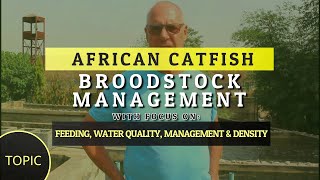 African Catfish Broodstock Management - 7 Critical Questions Answered