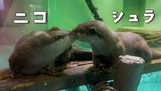 シュラとニコ②〜しながわ水族館のコツメカワウソ