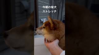 今朝の柴犬ストレッチ　#shiba #柴犬 #ストレッチ #面白い犬 #stretch #トレーニング #shorts