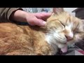 飼い主の膝の上でくつろぐ猫