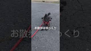 ゆっくりしような波平 #ポメプー #愛犬 #愛犬と散歩