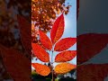 Amazing autumn|fall foliage|#usatravelvlog #trendingshorts #fallcolours