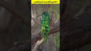 Why bird droppings or excreta appear white ? | Uricotelic and Ureotelic Animals | Birds Facts Info