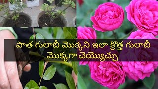 పాత గులాబీ మొక్కలు నుండి క్రొత్త గులాబీ మొక్కలు ఎలా /Rose stem cutting