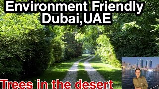 Trees in the desert|Dubai is not just desert|How trees are grown in Dubai UAE|Environmently Friendly