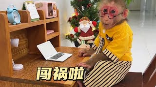 小猴子闯祸了于是就藏了起来 #猴子成精#动物#萌宠#萌宠出道计划