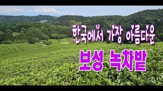 한국에서 가장 아름다운 보성 녹차밭, #4K, #보성녹차밭, #대한다원보성, #보성여행