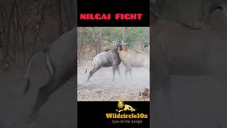 nilgai fight #animals #short #youtubeshorts #nilgai #wildcircle10x