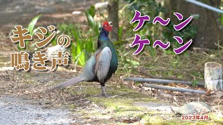 キジの鳴き声 ケーン ケーン