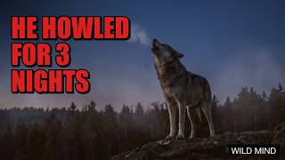 The Scientist Who Invented 'Alpha Wolf' Spent 30 Years Taking It Back