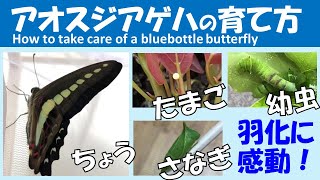 アオスジアゲハの育て方 卵 孵化 羽化 飼育方法 居場所 餌 アゲハチョウ アゲハ蝶 捕まえ方 採集 青虫 幼虫 how to take care of a bluebottle butterfly