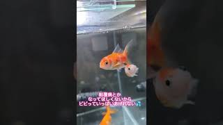 我が家の金魚　室内水槽✨️　＃金魚　＃らんちゅう　＃江戸錦　＃櫻錦　＃ペット