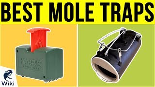 8 Best Mole Traps 2019