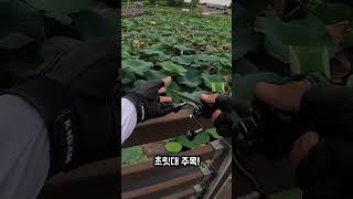 가물치는 한번 먹이샤낭 끝난곳에 루어를 던지면 먹을까??  #낚시 #가물치 #프로그