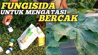 fungisida untuk mengatasi bercak pada semangka