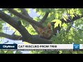 residents rejoice as cat stuck in tree is rescued